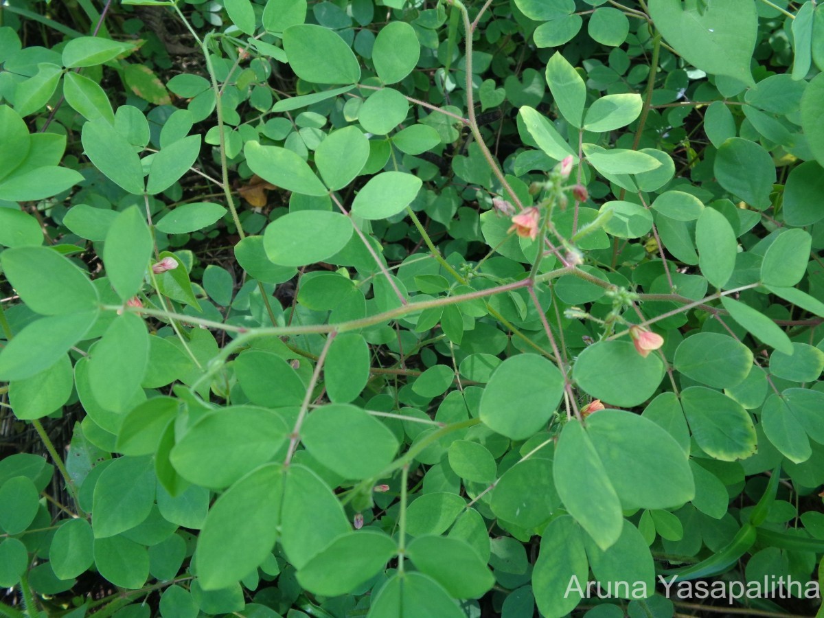 Chamaecrista absus (L.) H.S.Irwin & Barneby