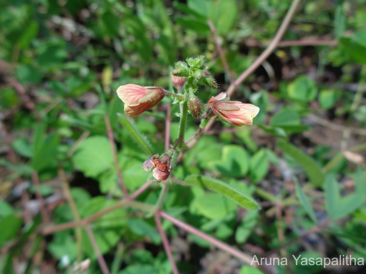 Chamaecrista absus (L.) H.S.Irwin & Barneby