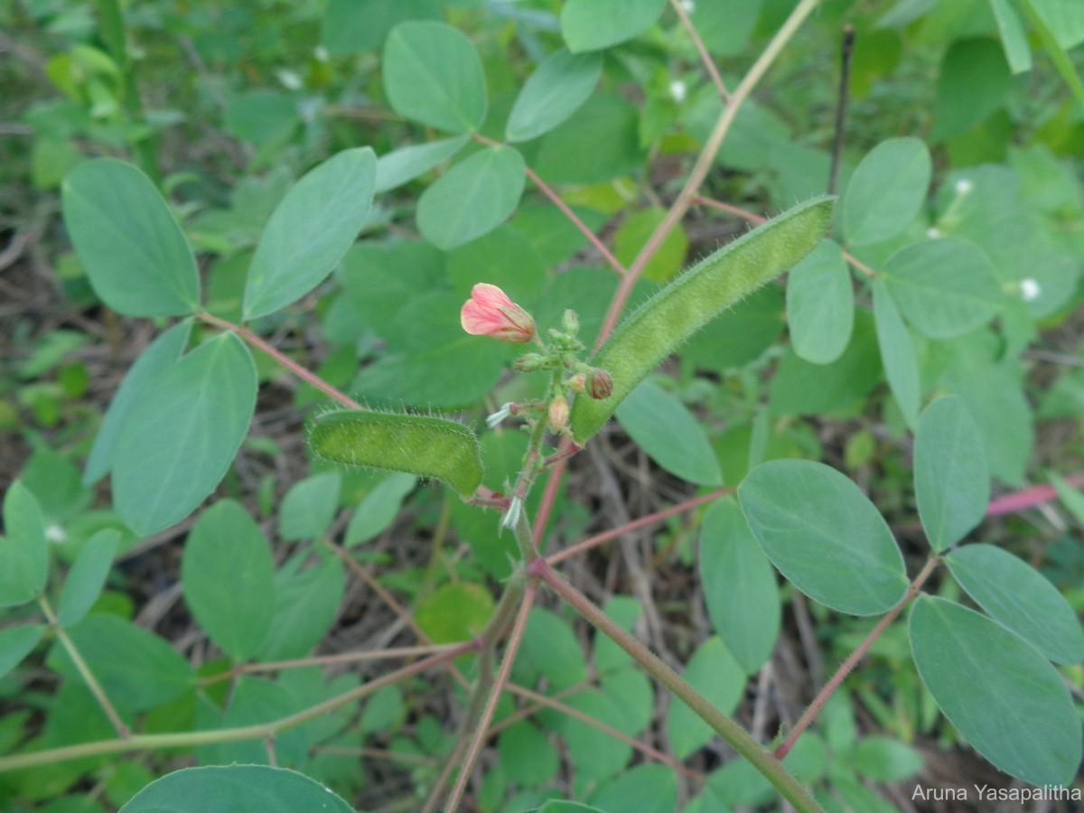 Chamaecrista absus (L.) H.S.Irwin & Barneby