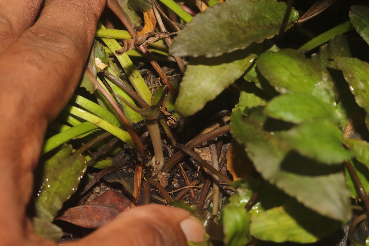 Cryptocoryne beckettii Thuill. ex Trim.