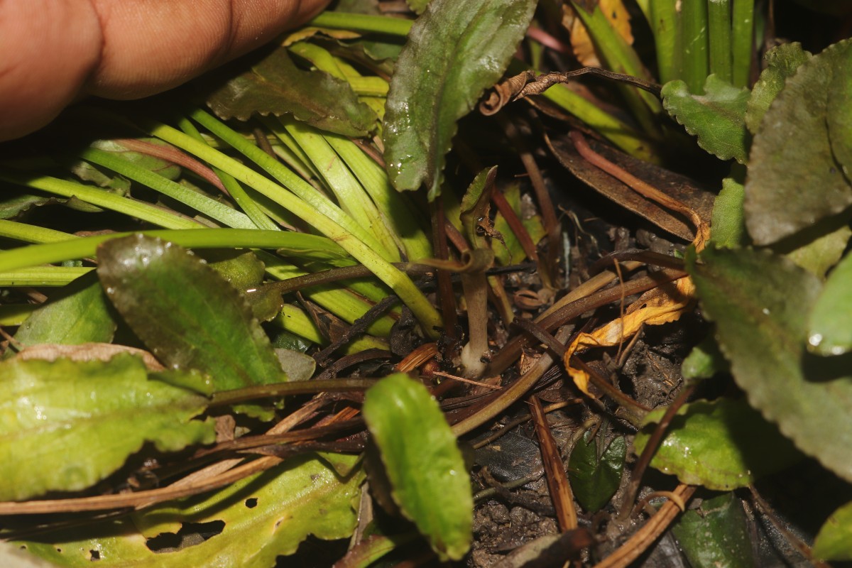 Cryptocoryne beckettii Thuill. ex Trim.