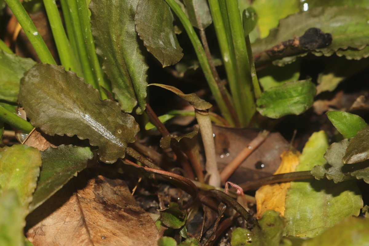 Cryptocoryne beckettii Thuill. ex Trim.