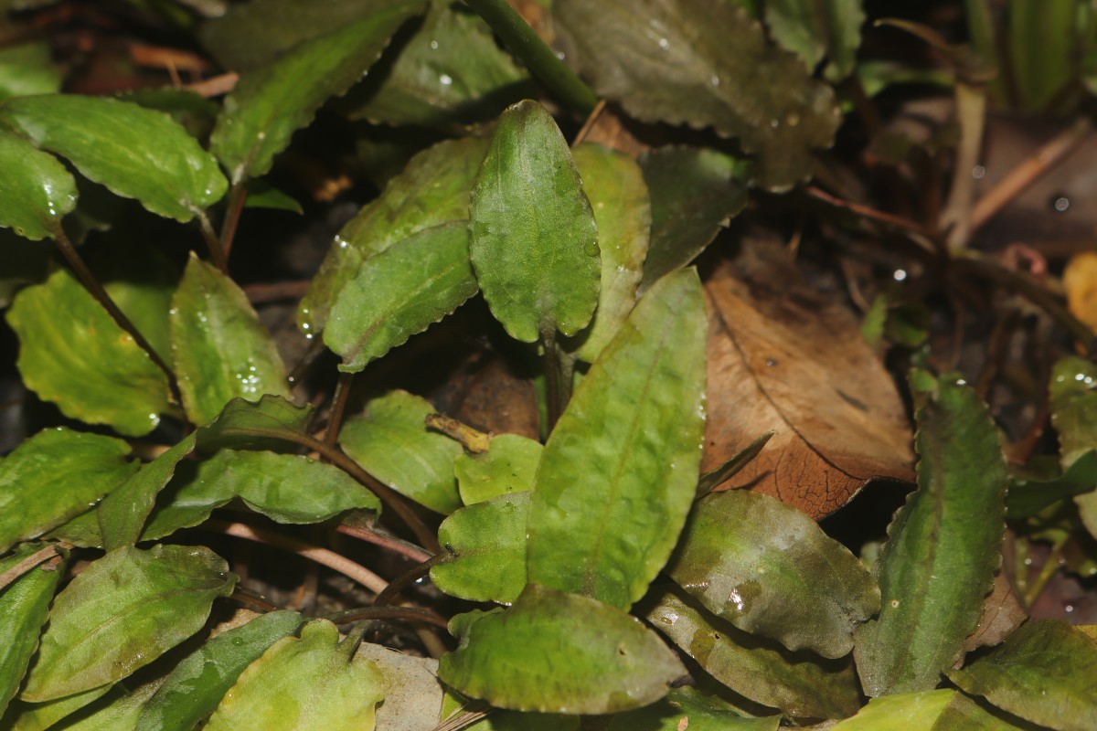 Cryptocoryne beckettii Thuill. ex Trim.