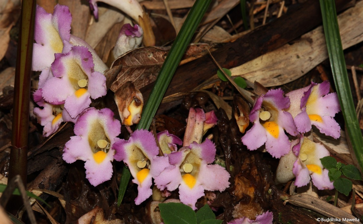 Christisonia tricolor Gardner