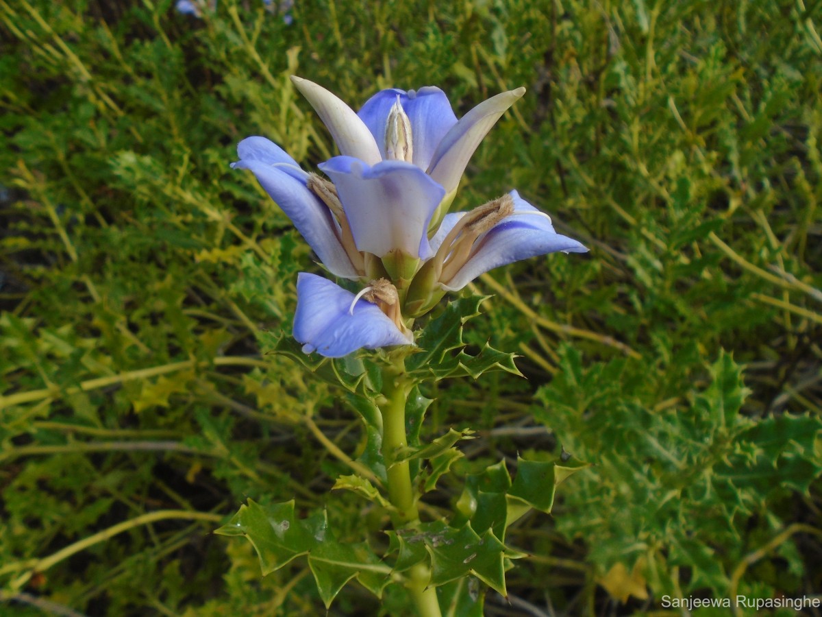 Acanthus ilicifolius L.