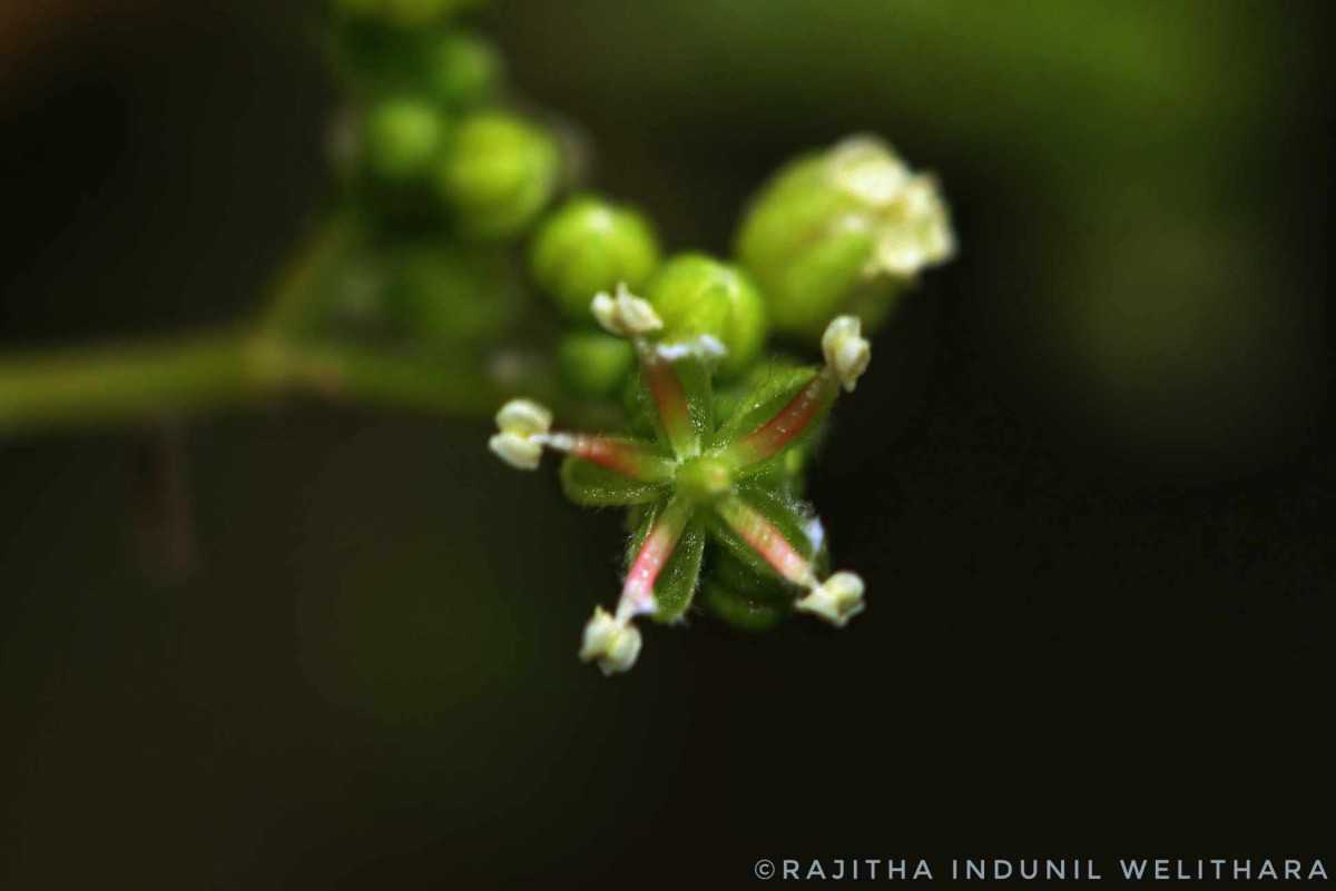 Trema orientale (L.) Blume