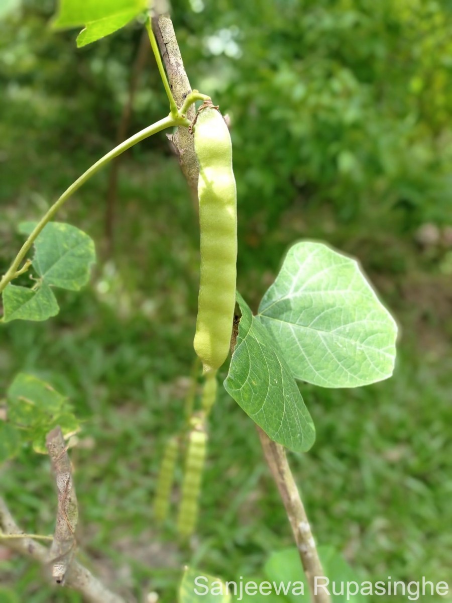 Pachyrhizus erosus (L.) Urb.
