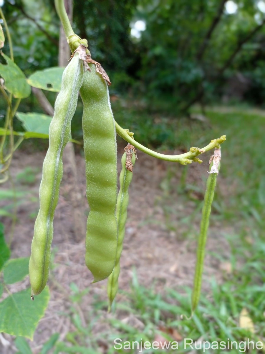 Pachyrhizus erosus (L.) Urb.