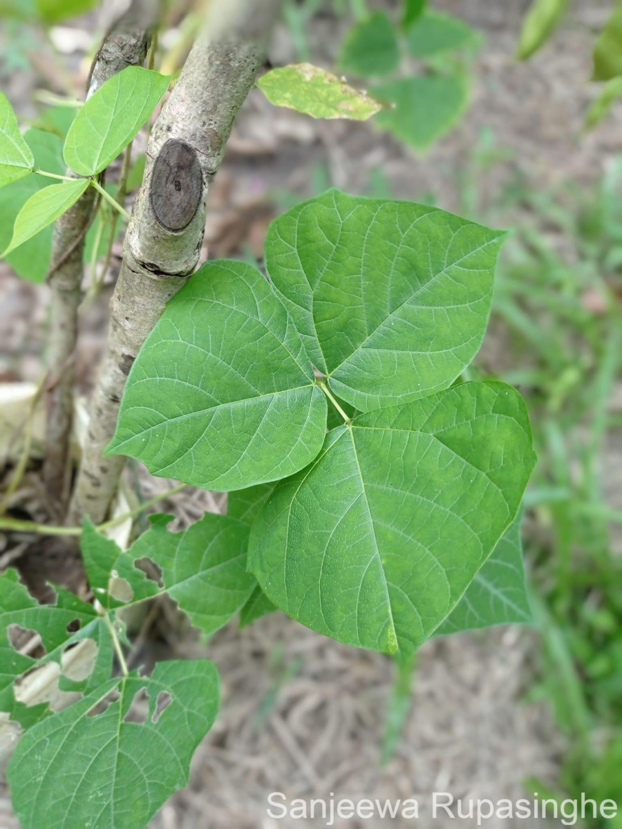 Pachyrhizus erosus (L.) Urb.