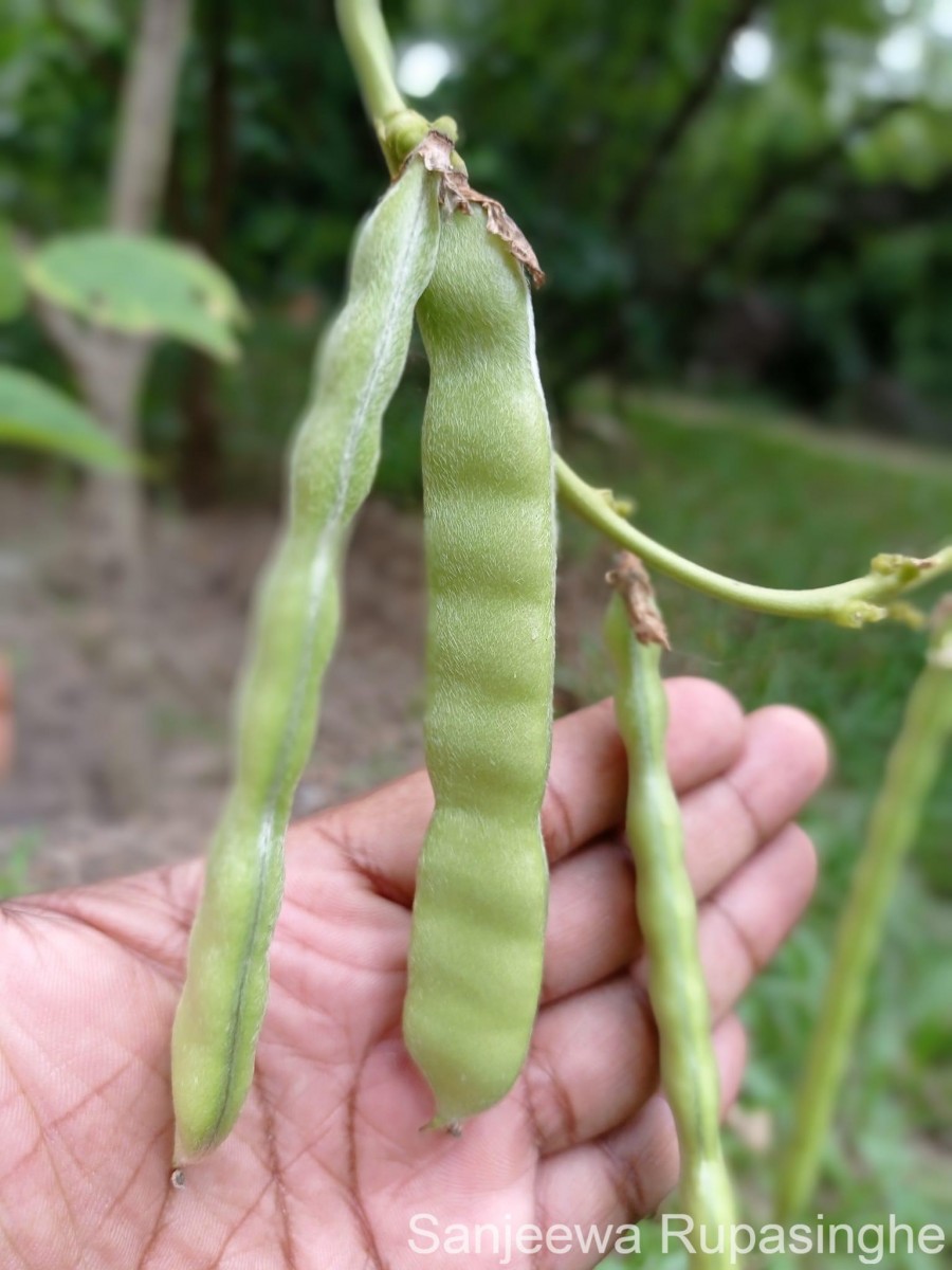Pachyrhizus erosus (L.) Urb.