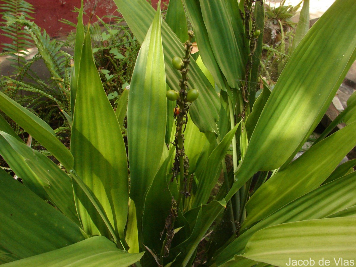 Flora of Sri Lanka