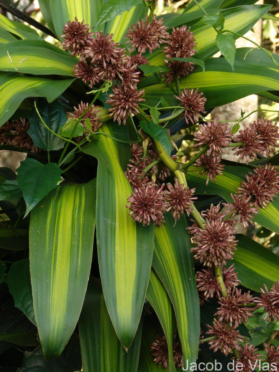 dracena cena Dracena Reflexa