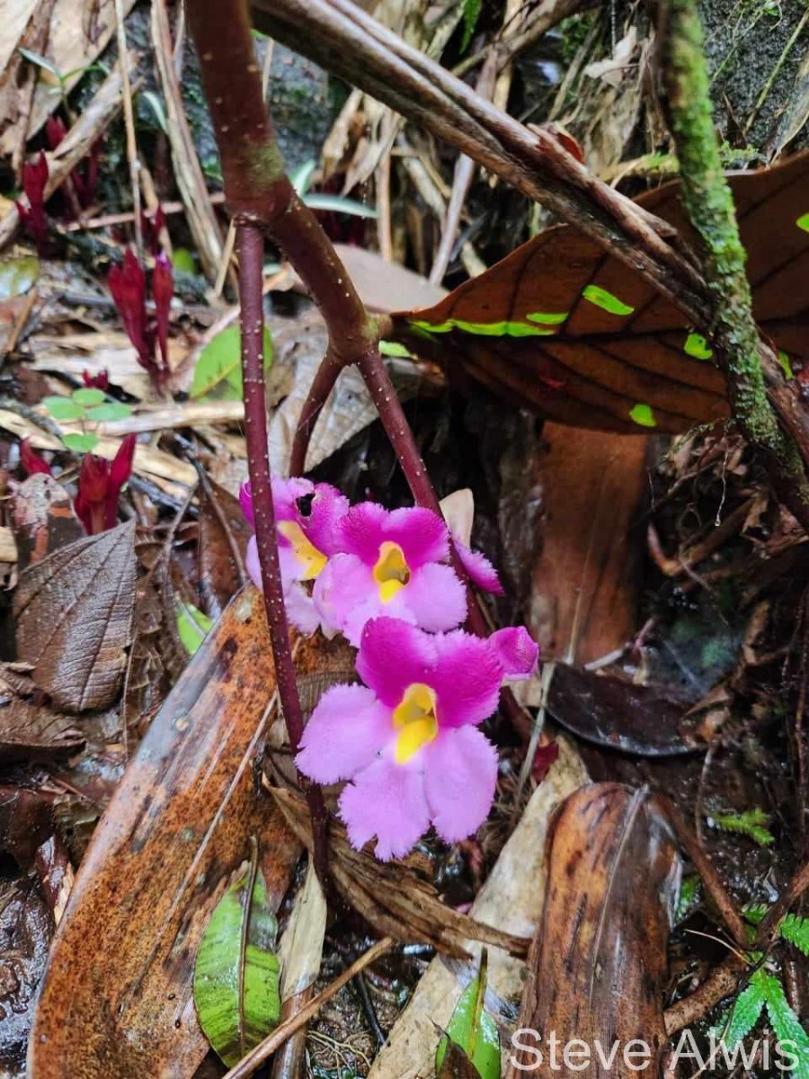 Christisonia tricolor Gardner
