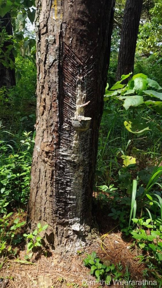 Pinus caribaea Morelet