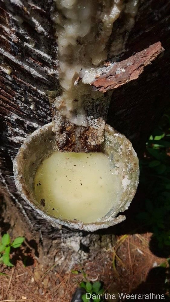 Pinus caribaea Morelet