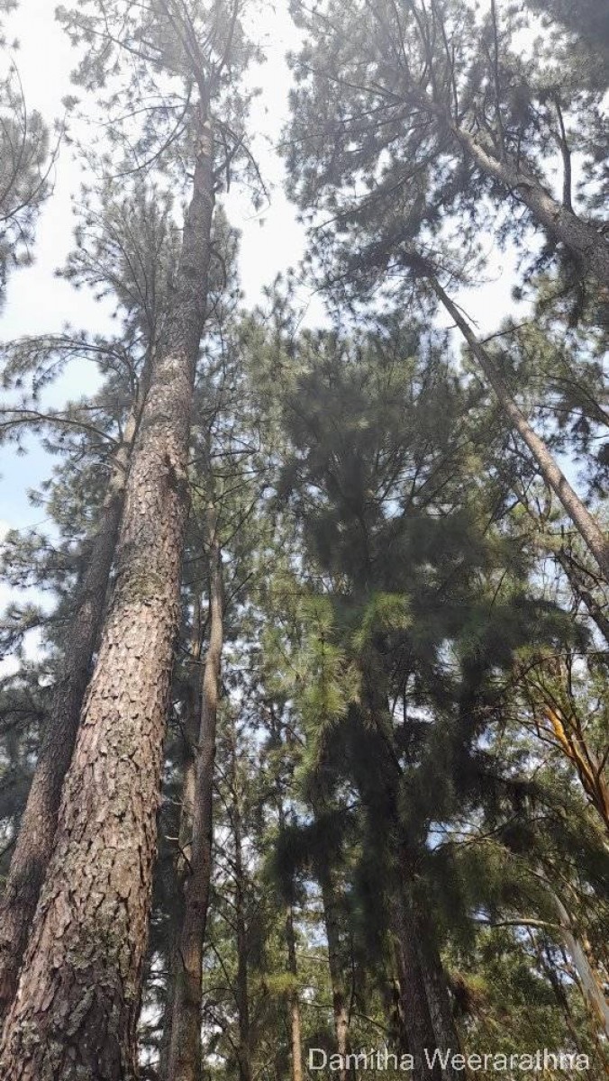 Pinus caribaea Morelet