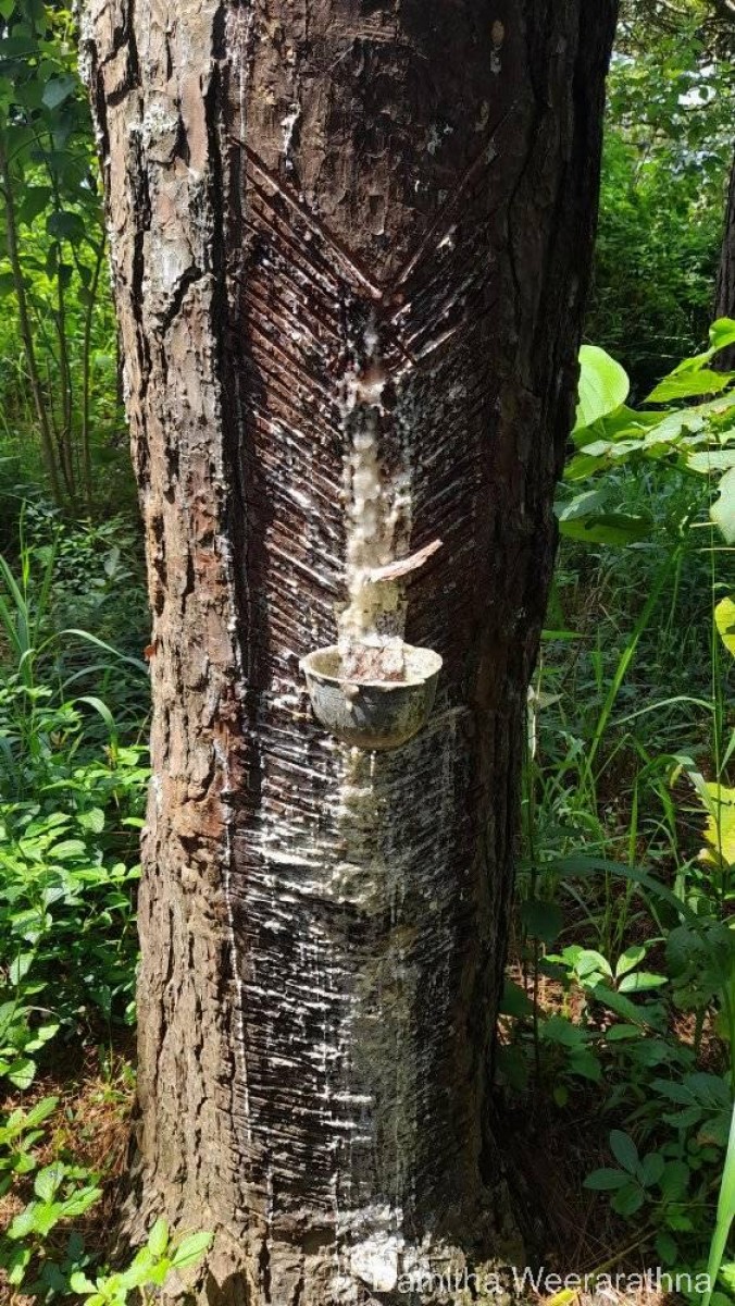 Pinus caribaea Morelet