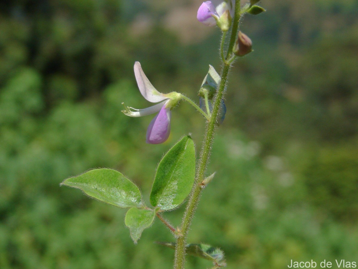 Desmodium sp hi-res stock photography and images - Alamy, image size:1200x900