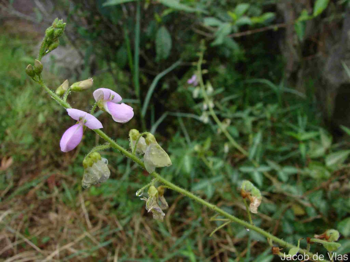 Frontiers | Desmodium molliculum (Kunth) DC., an Andean medicinal plant:  DNA barcoding and HPLC fingerprint for species discrimination and  evaluation of its pharmacological potential, image size:1200x900