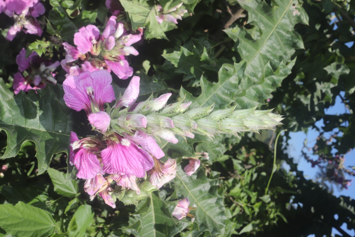 Acanthus polystachyus Delile