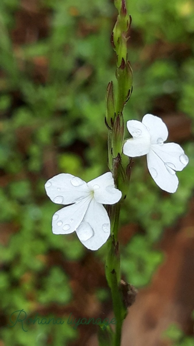 Striga angustifolia (D.Don) C.J.Saldanha
