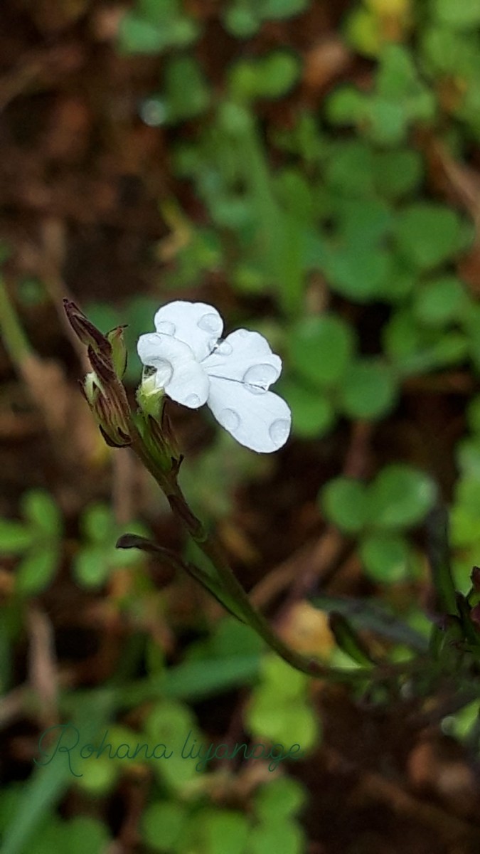 Striga angustifolia (D.Don) C.J.Saldanha