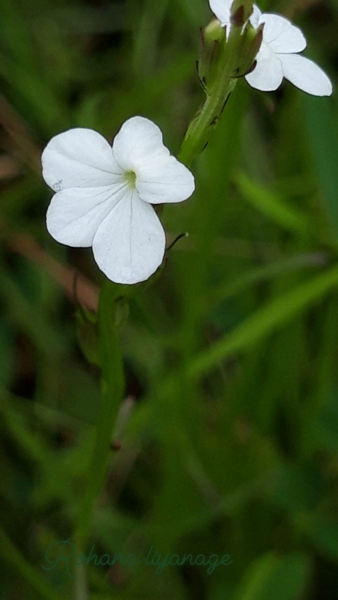 Striga angustifolia (D.Don) C.J.Saldanha