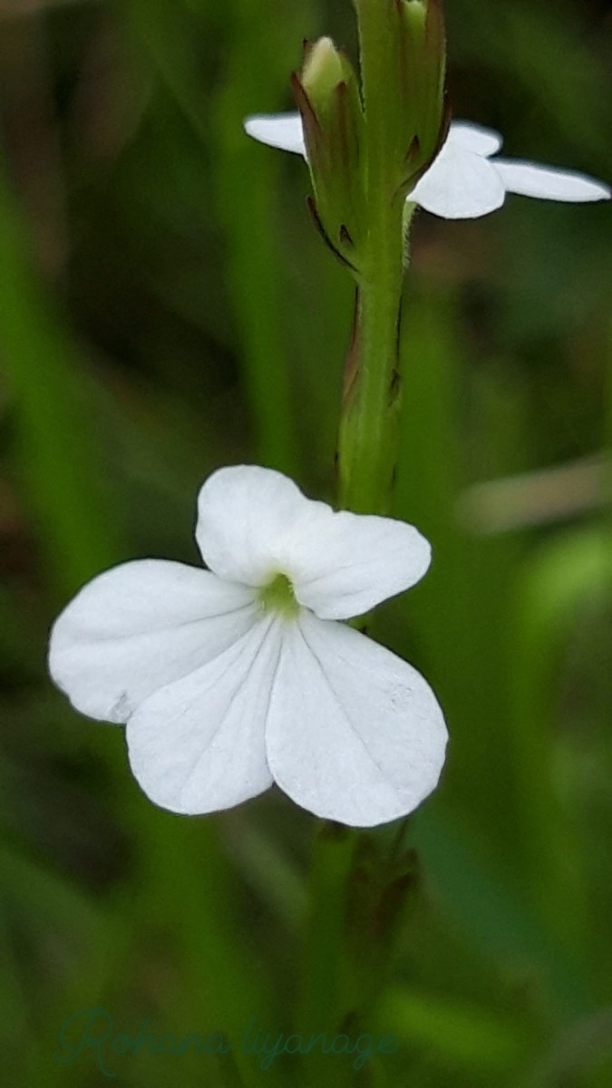 Striga angustifolia (D.Don) C.J.Saldanha