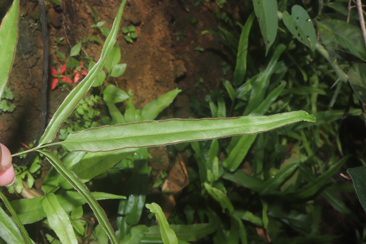 Lindsaea ensifolia  Sw.