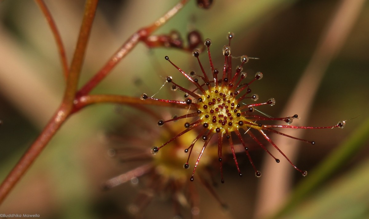 Drosera lunata Buch.-Ham. ex DC.