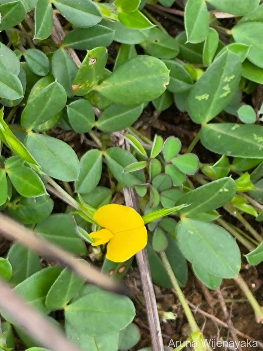 Zornia diphylla (L.) Pers.
