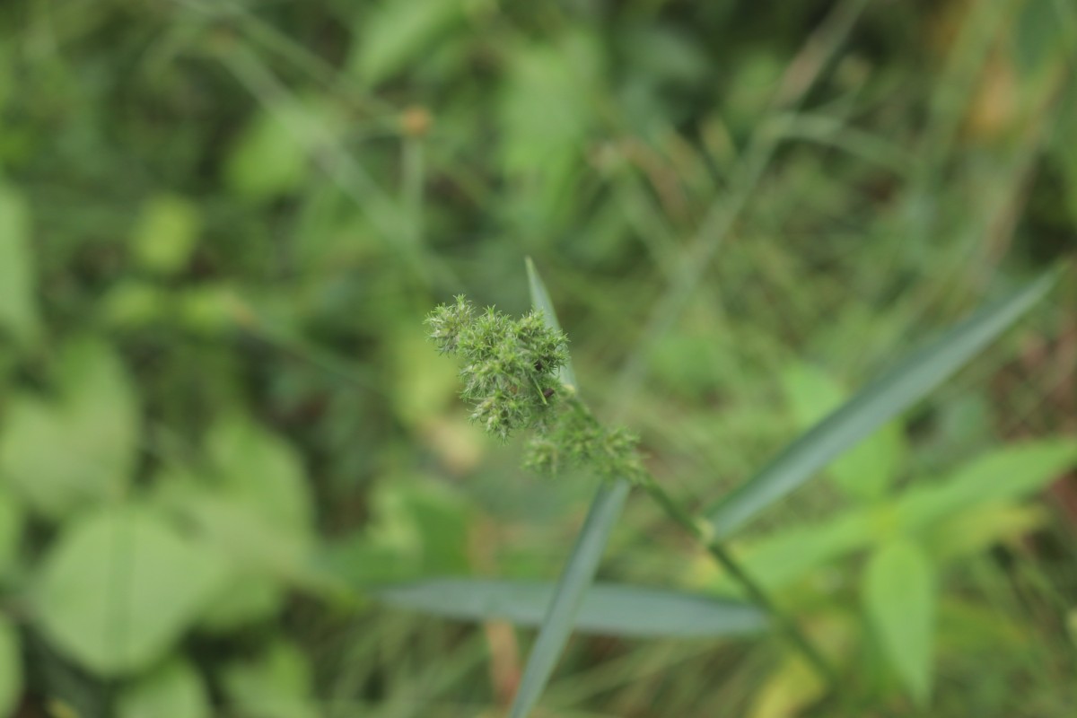Fuirena umbellata Rottb.