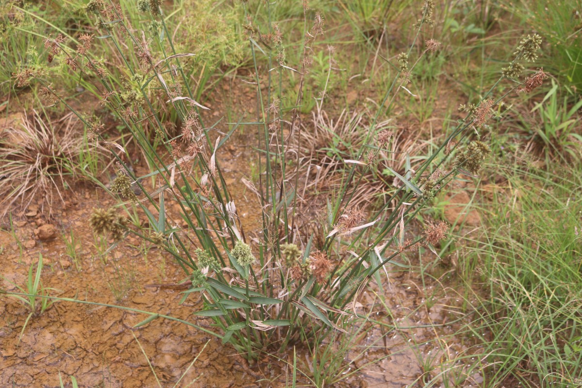 Fuirena umbellata Rottb.