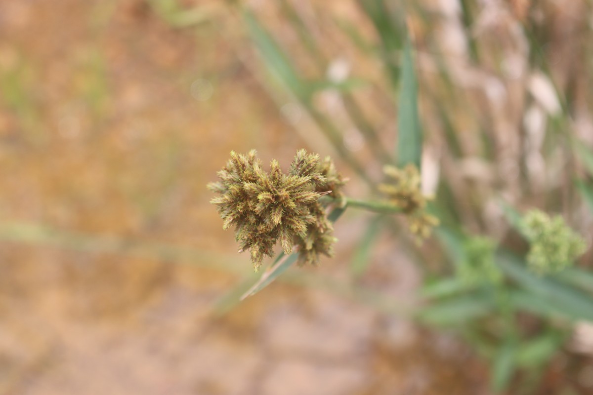 Fuirena umbellata Rottb.