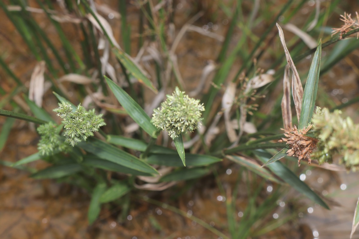 Fuirena umbellata Rottb.