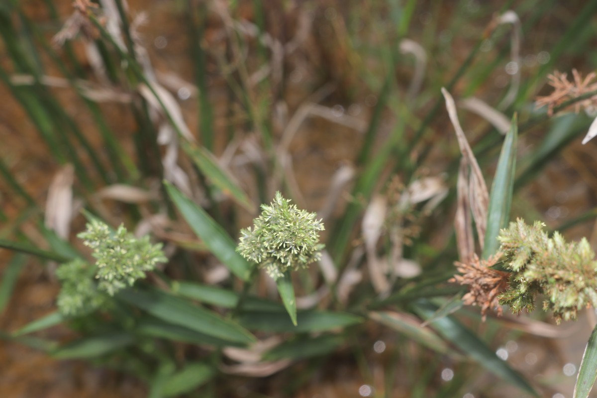 Fuirena umbellata Rottb.