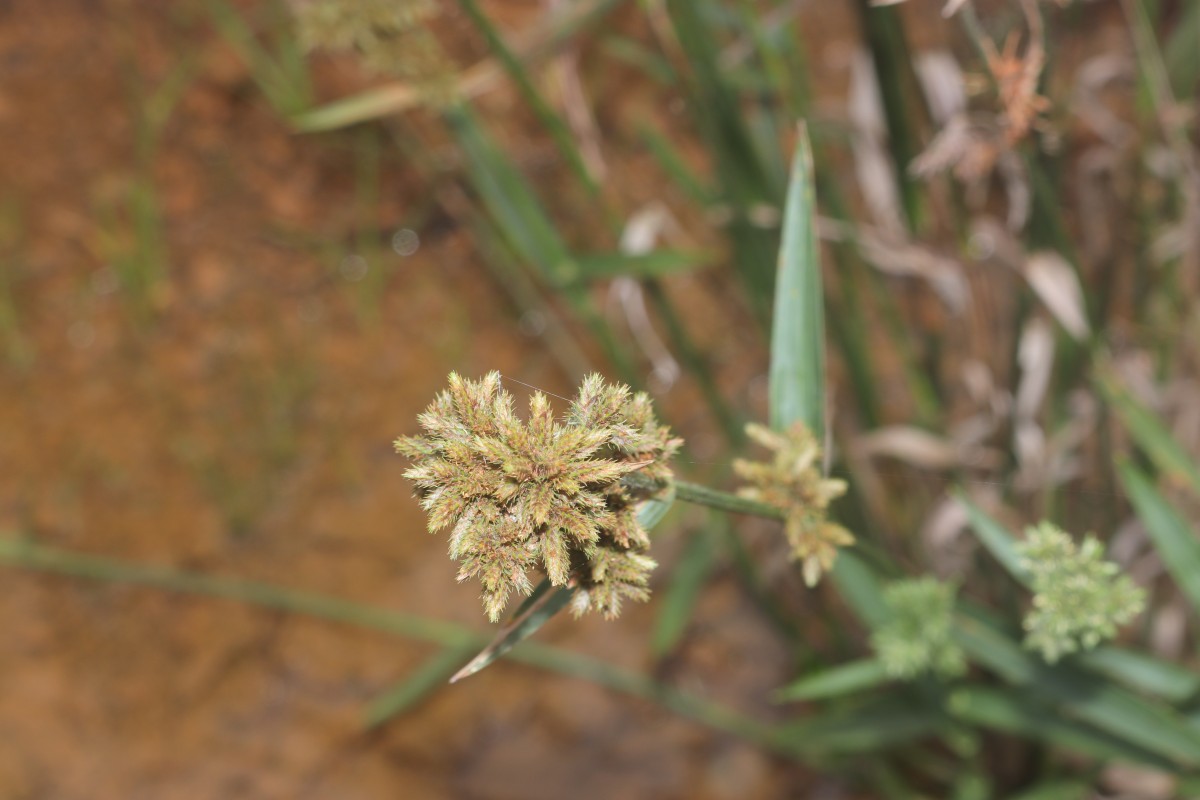 Fuirena umbellata Rottb.