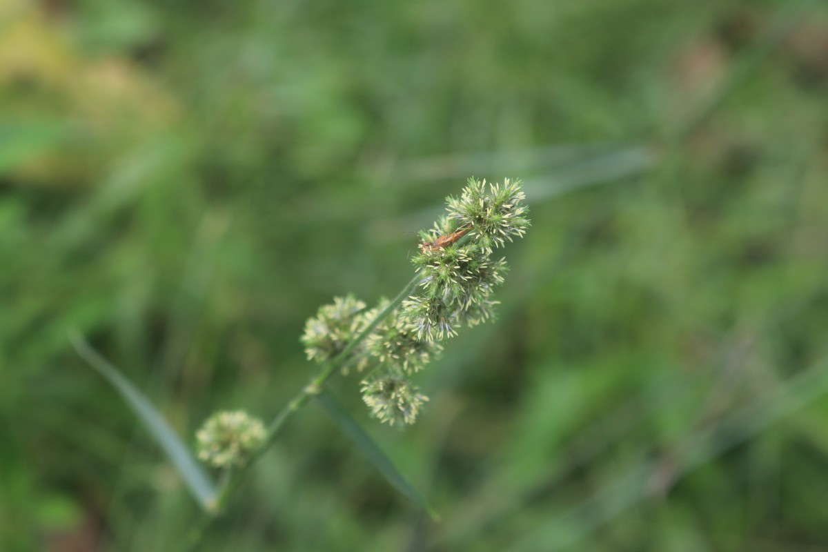 Fuirena umbellata Rottb.
