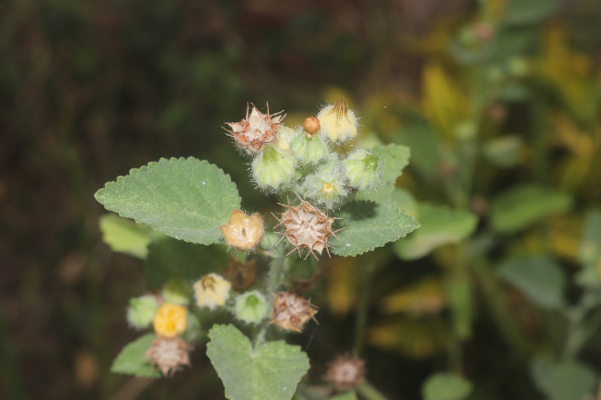 Sida cordifolia L.
