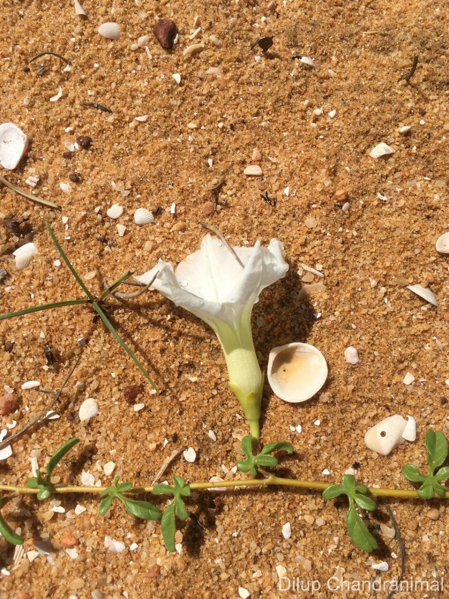 Ipomoea imperati (Vahl) Griseb.