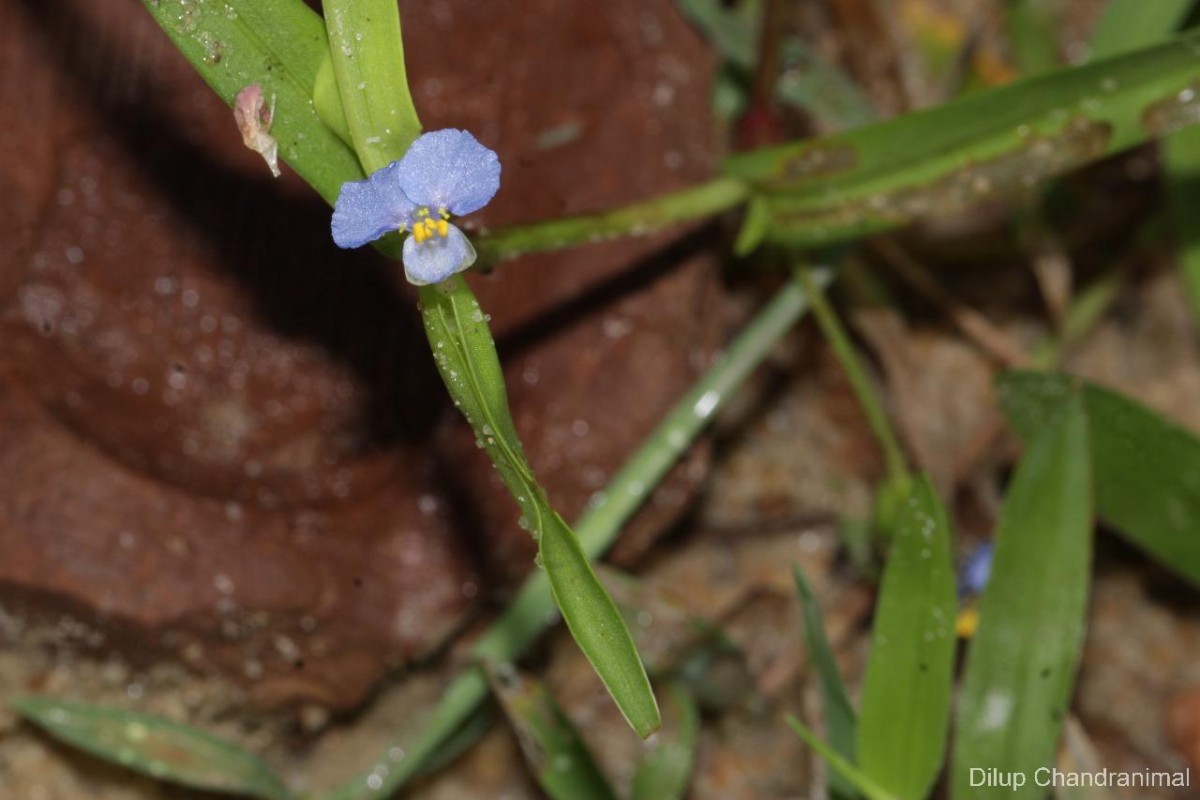 Commelina attenuata J.Koenig ex Vahl