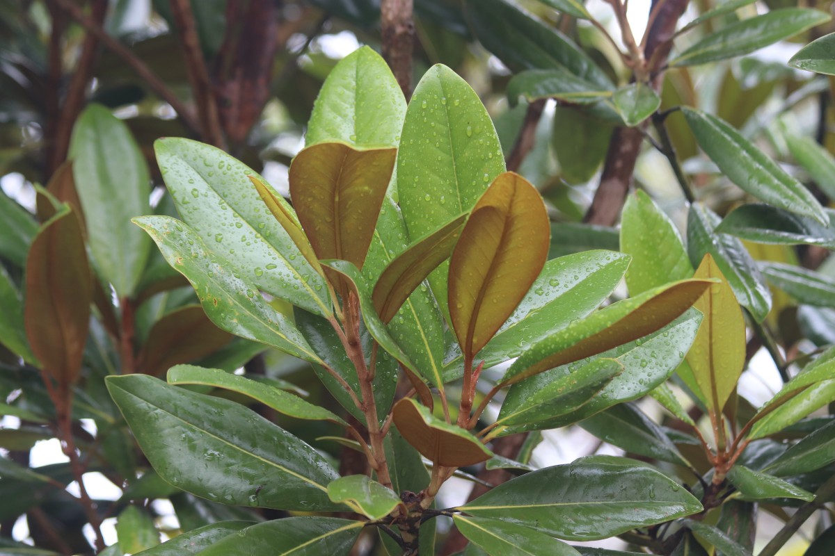 Magnolia grandiflora L.