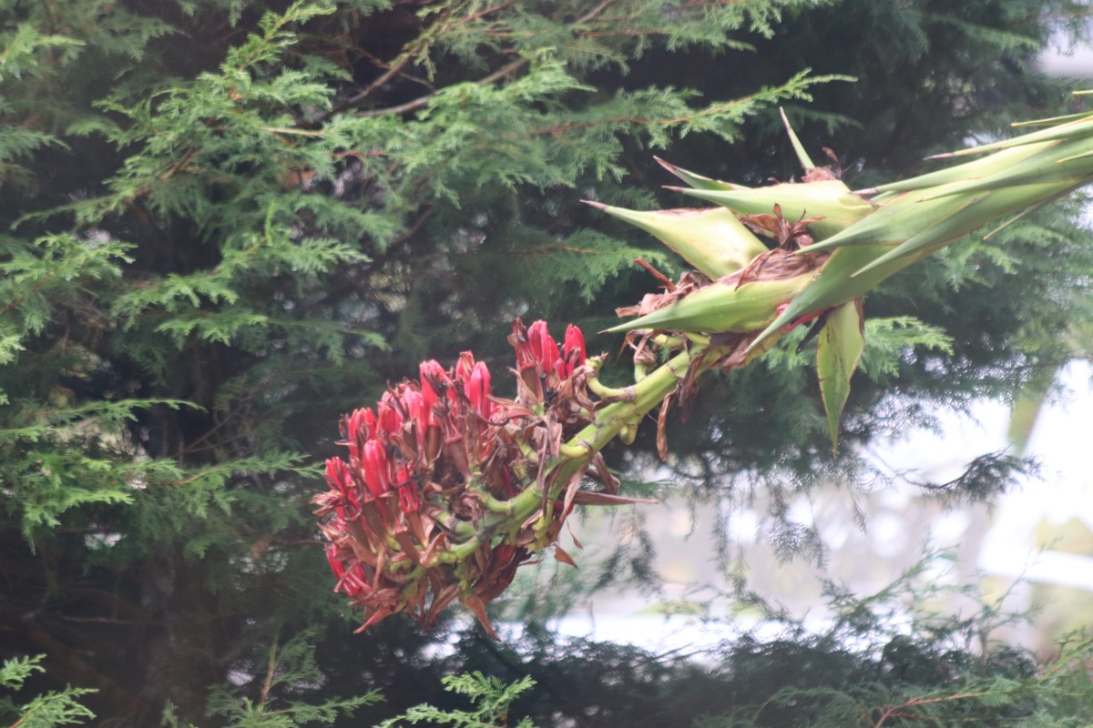 Doryanthes palmeri W.Bull