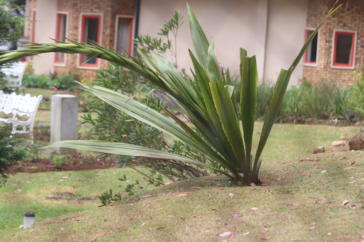 Doryanthes palmeri W.Bull