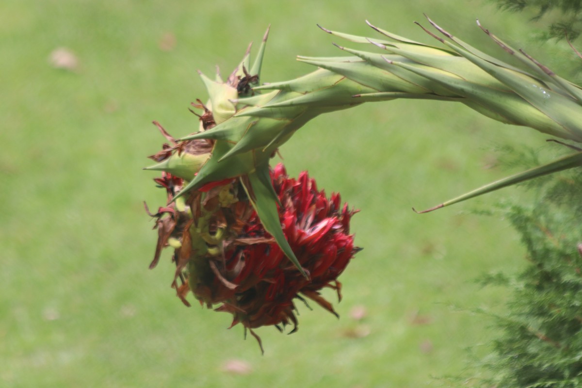 Doryanthes palmeri W.Bull