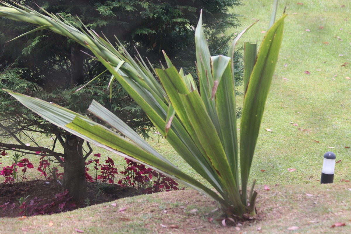 Doryanthes palmeri W.Bull