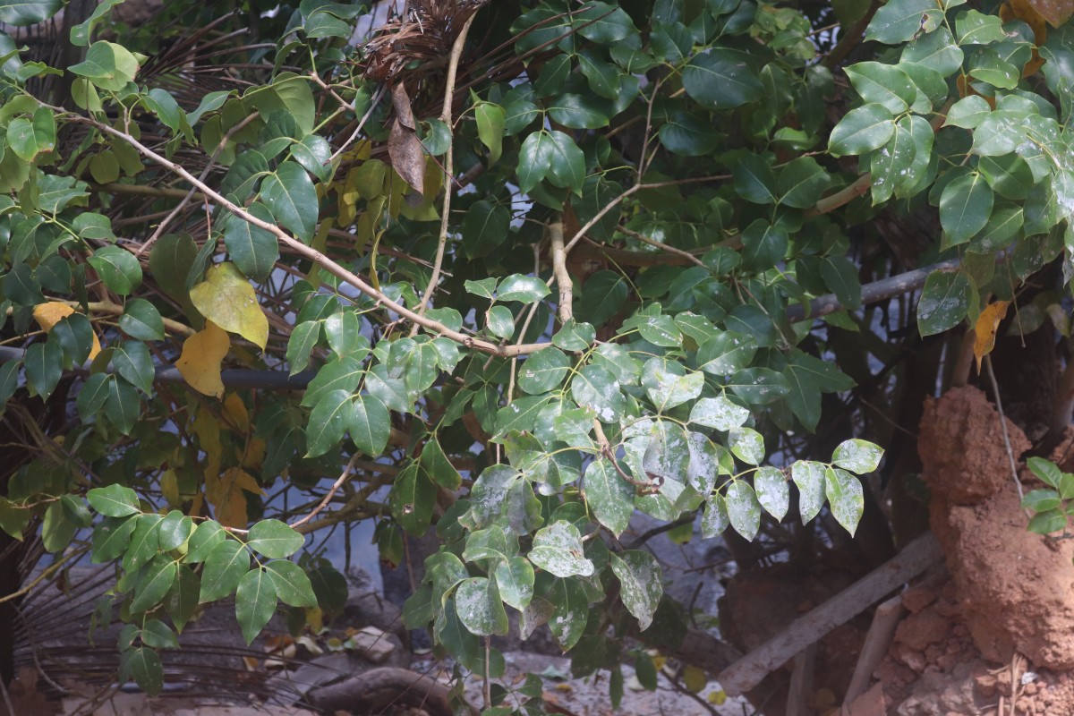 Xylocarpus rumphii (Kostel.) Mabb.