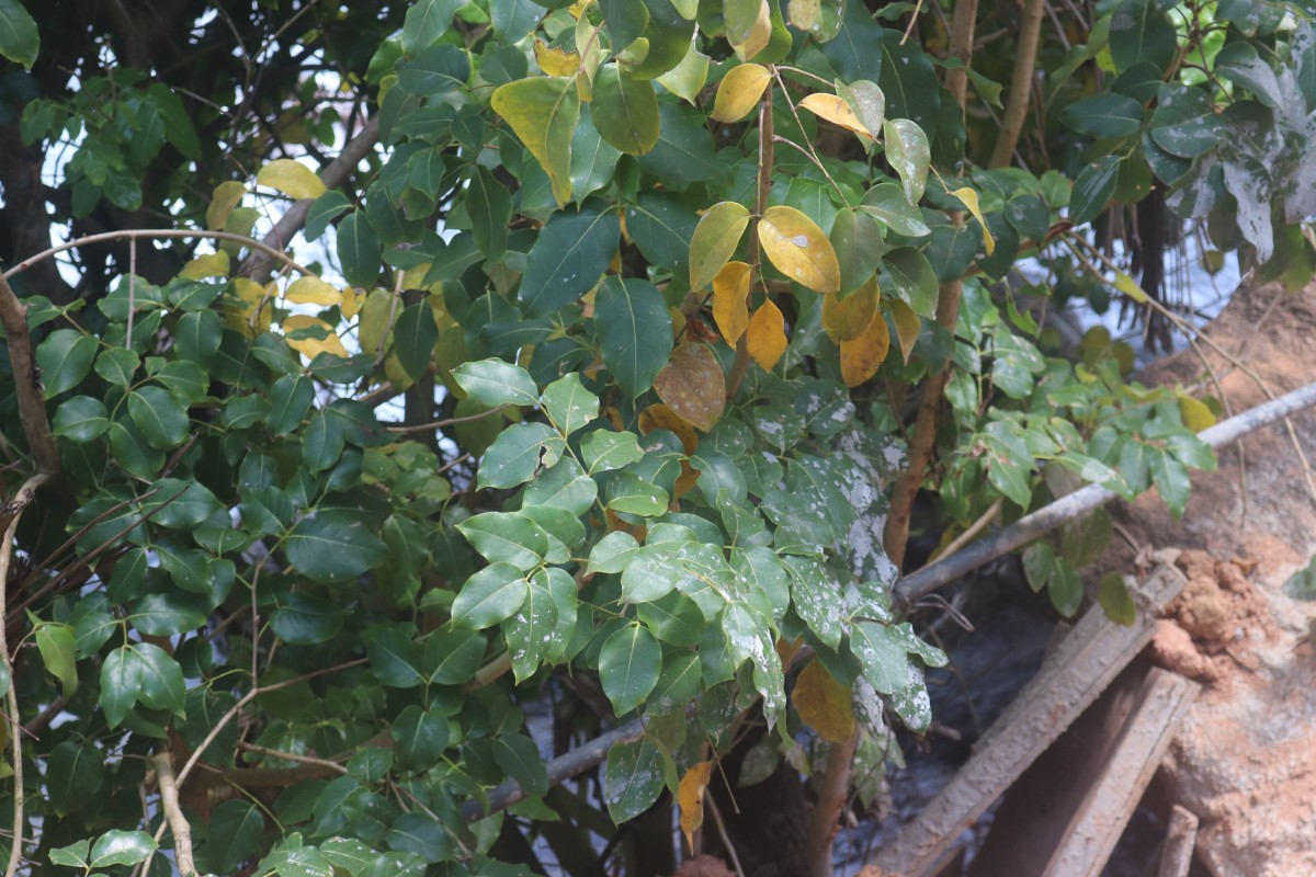 Xylocarpus rumphii (Kostel.) Mabb.