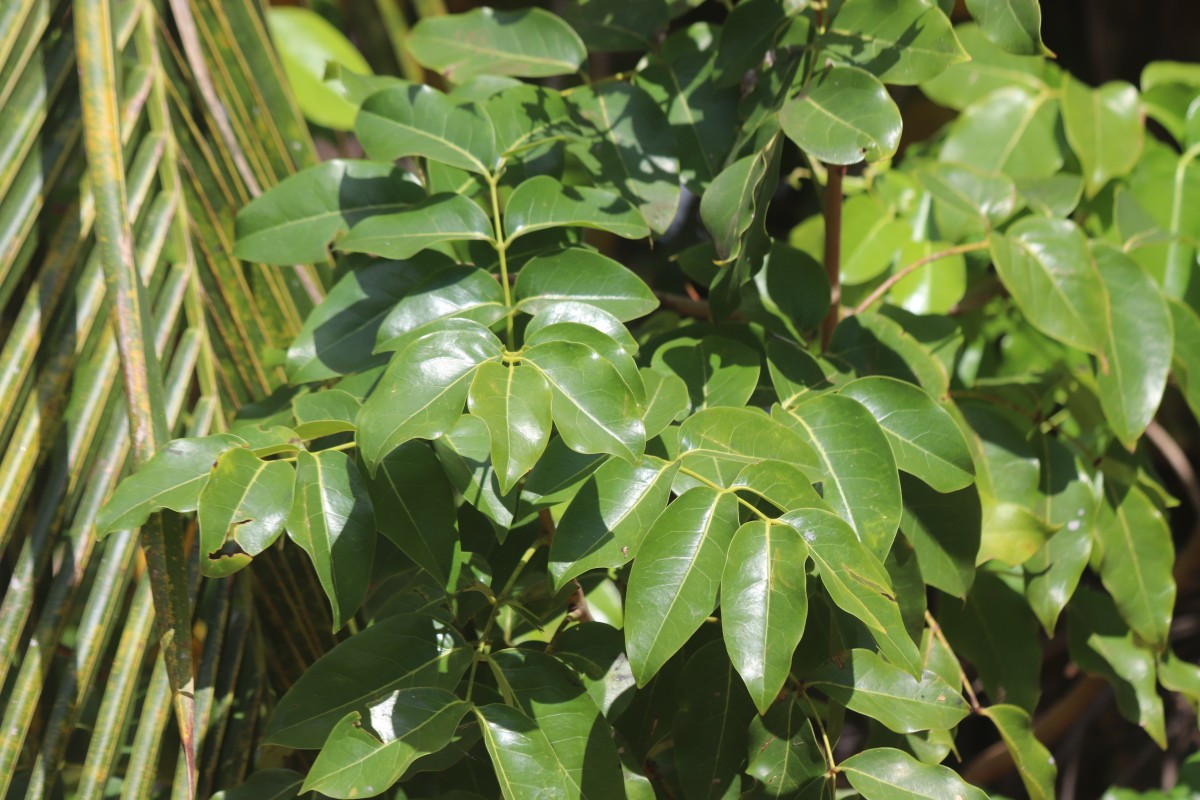 Xylocarpus rumphii (Kostel.) Mabb.
