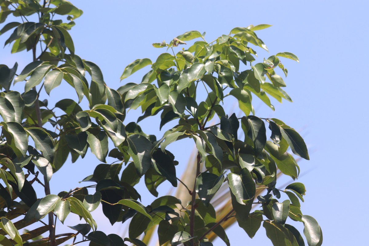 Xylocarpus rumphii (Kostel.) Mabb.